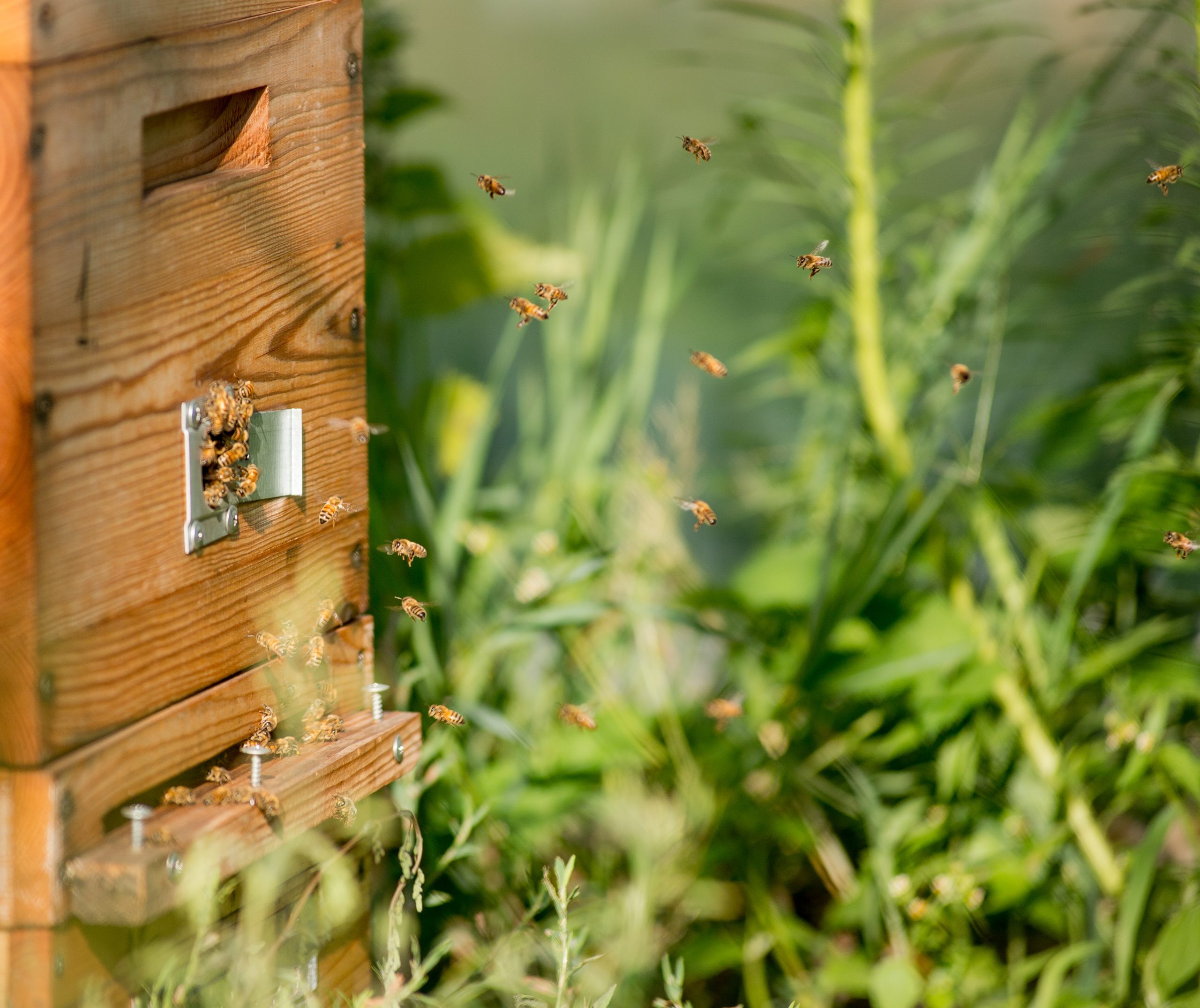 Zum Jahresende Gutes tun: CRIMEX unterstützt den Naturschutz durch eine Bienenpatenschaft