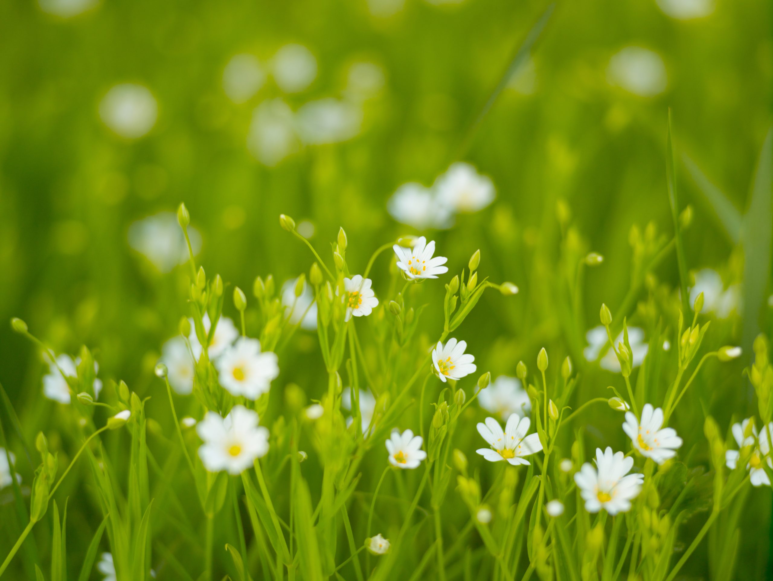 Wie finde ich hippe Werbeartikel für den FRÜHLING?